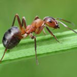 Ant on grass