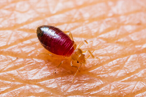 bed bug on skin - call Arrow Services for bed bug extermination service in Florida