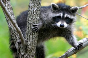 raccoon raccoon