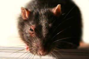rat in Florida home - get reliable rodent control from Arrow Environmental Services