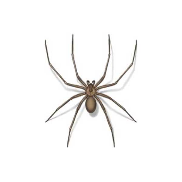 Drawing of a Brown Recluse Spider close up white background - commercial spider control in [placeholder-city] | [placeholder-company]