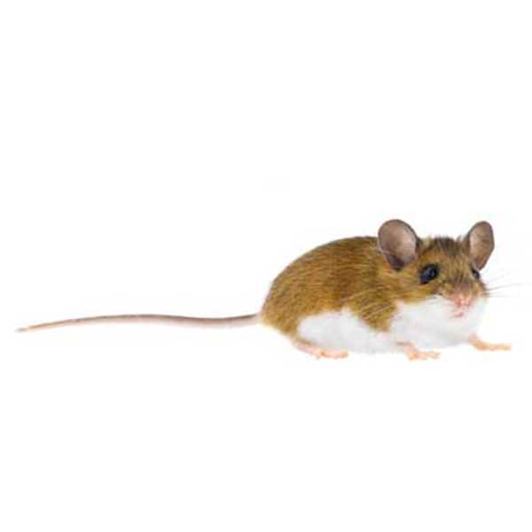 Deer Mouse looking for food - mouse control services provided by [placeholder-company] in [placeholder-city]