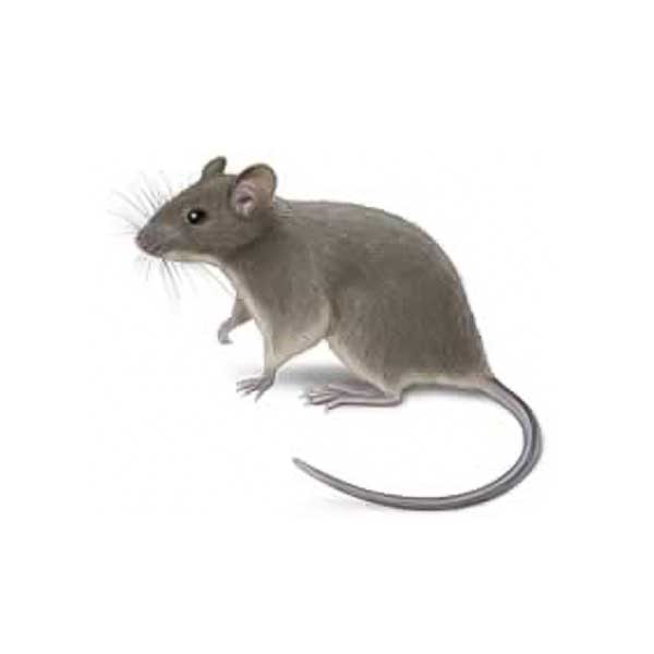 House Mouse on three feet on alert - commercial mouse control in [placeholder-city] | [placeholder-company]