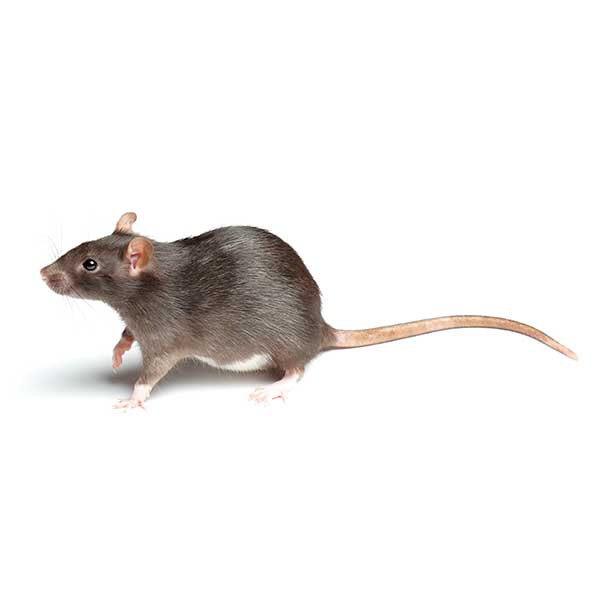 Norway Rat up close white background - rat control services in [placeholder-city] | [placeholder-company]
