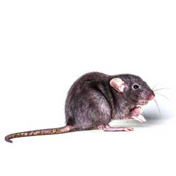 Roof Rat up close up with long whiskers - rat and rodent control in [placeholder-city] | [placeholder-company]