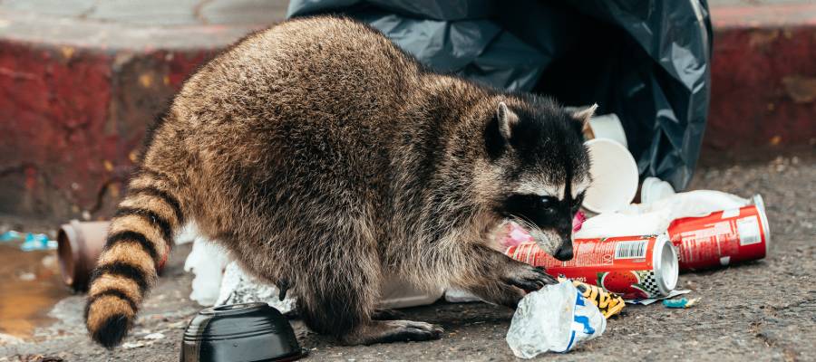 Raccoon getting into trash in Polk County FL - Arrow Environmental Services