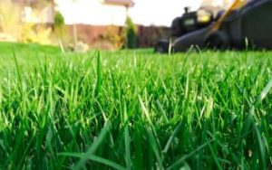 a beautiful and verdant freshly mowed lawn in Florida