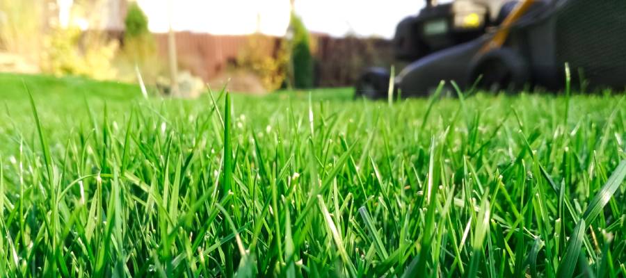 a beautiful and verdant freshly mowed lawn in Florida