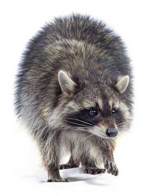 Raccoon stepping forward on white background.