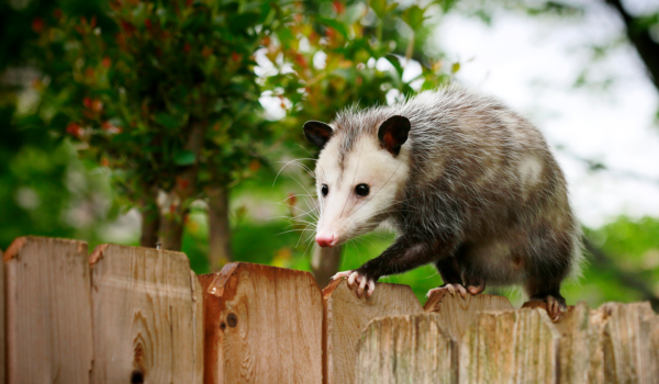 possum on fence