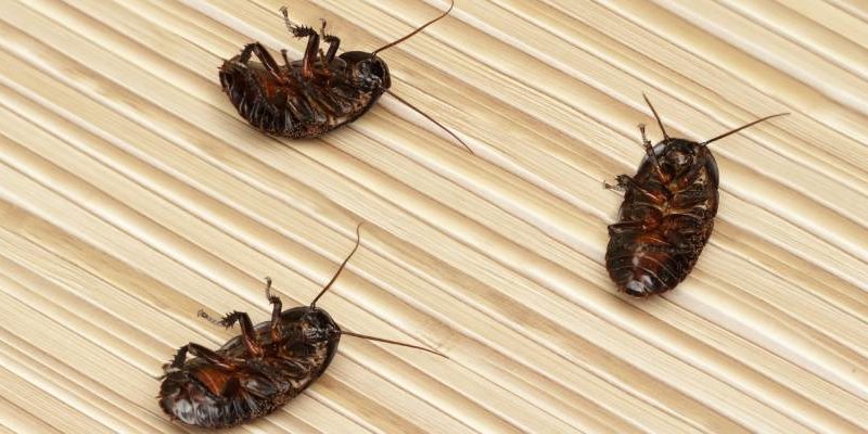 three dead roaches on the floor