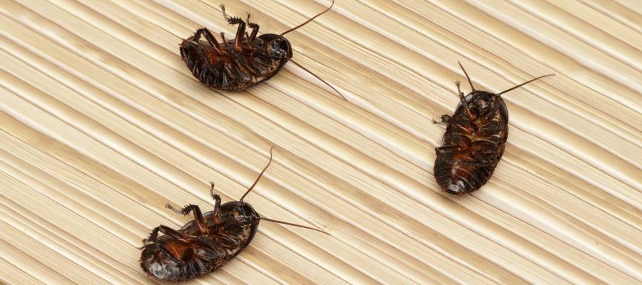 three dead roaches on the floor