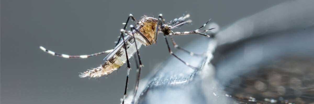 a mosquito on the rim of a pot outside