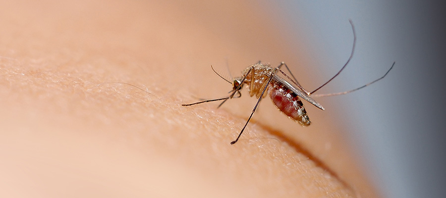 Mosquito on a person's skin in Florida | Arrow Services