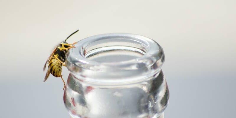 a wasp in a car tries to get inside a coke bottle