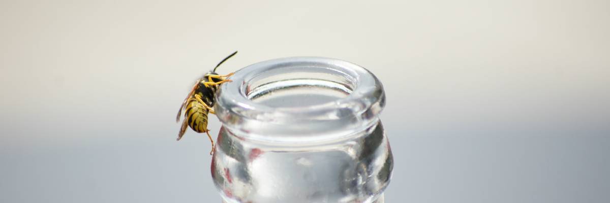 a wasp in a car tries to get inside a coke bottle