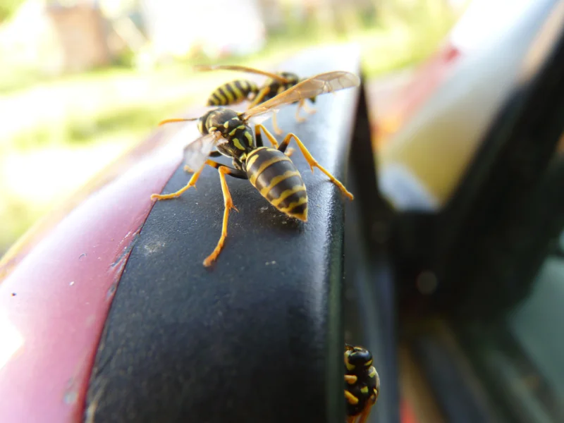 Avoid Stinging Hitchhikers: How to Keep Wasps Out of Your Car