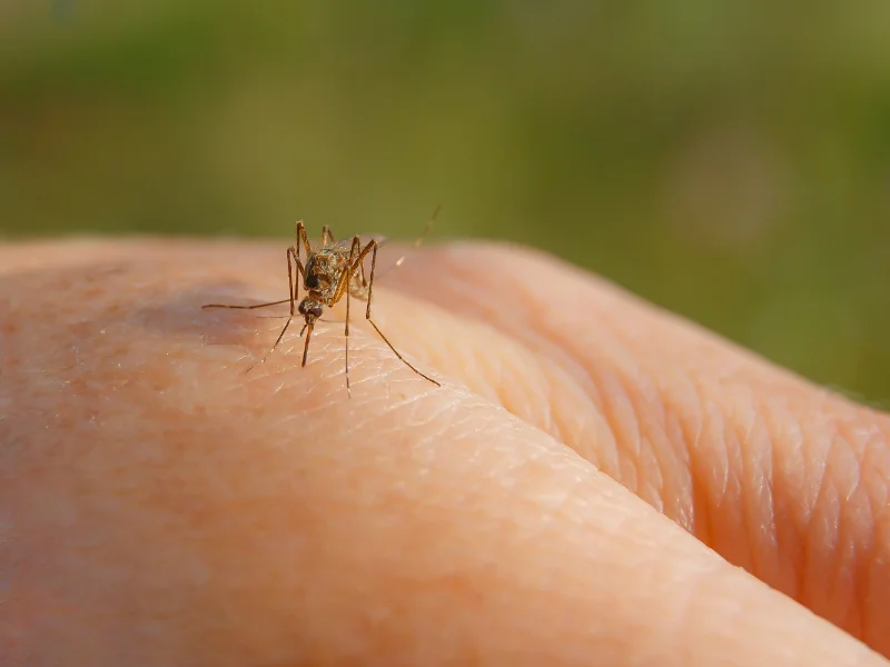 Why Do Mosquitoes Bite Me So Much?