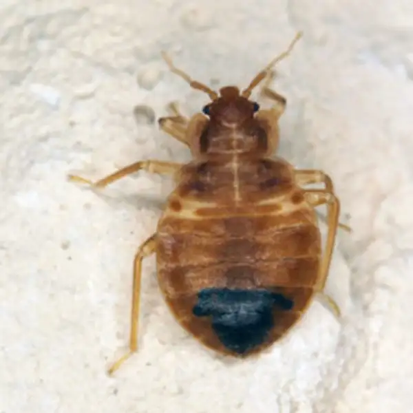 Bed bug against a white background - Keep bed bugs away from your home with [placeholder-company] in [placeholder-city]