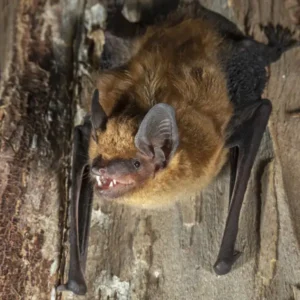 Big Brown Bat hanging upside-down from tree bark - Keep big brown bats away from your home with [placeholder-company] in [placeholder-city]