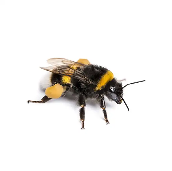 Bees, Wasps & Hornets