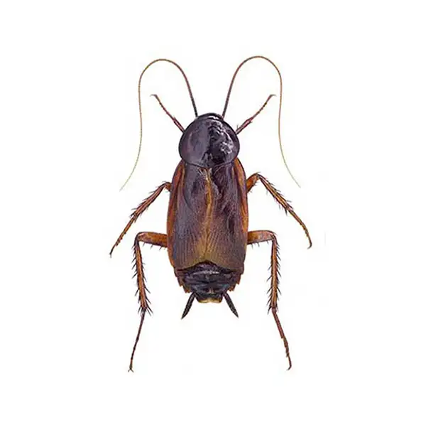 Cockroaches