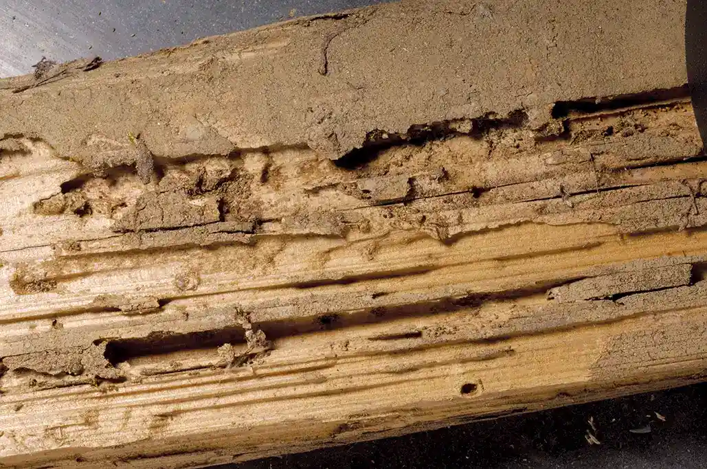 Drywood showing damage from termites