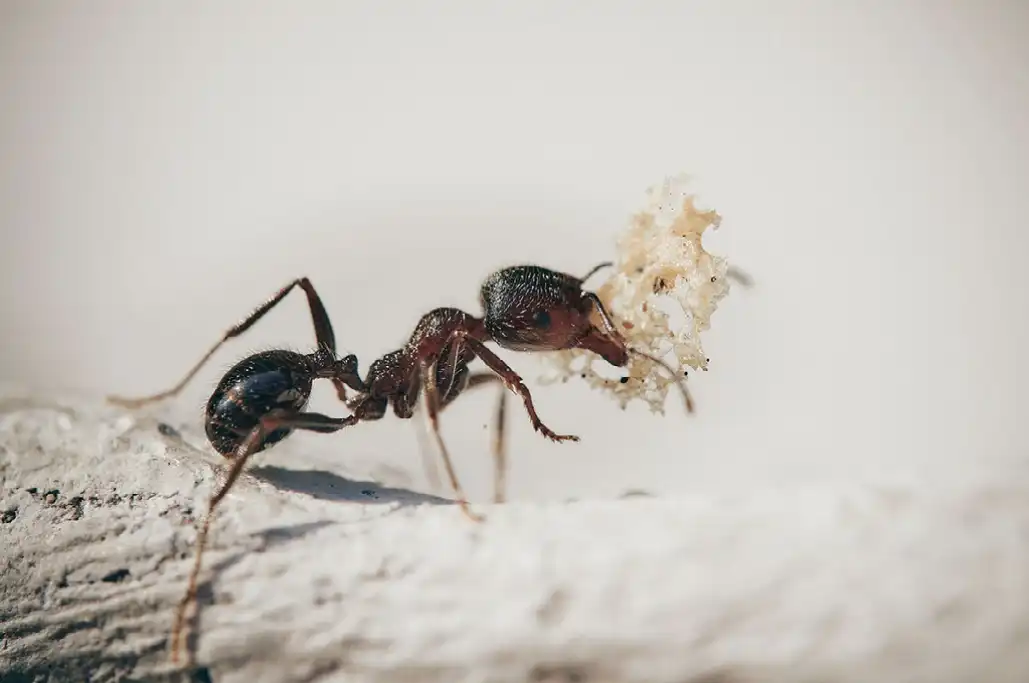 Ant crawling on a white surface