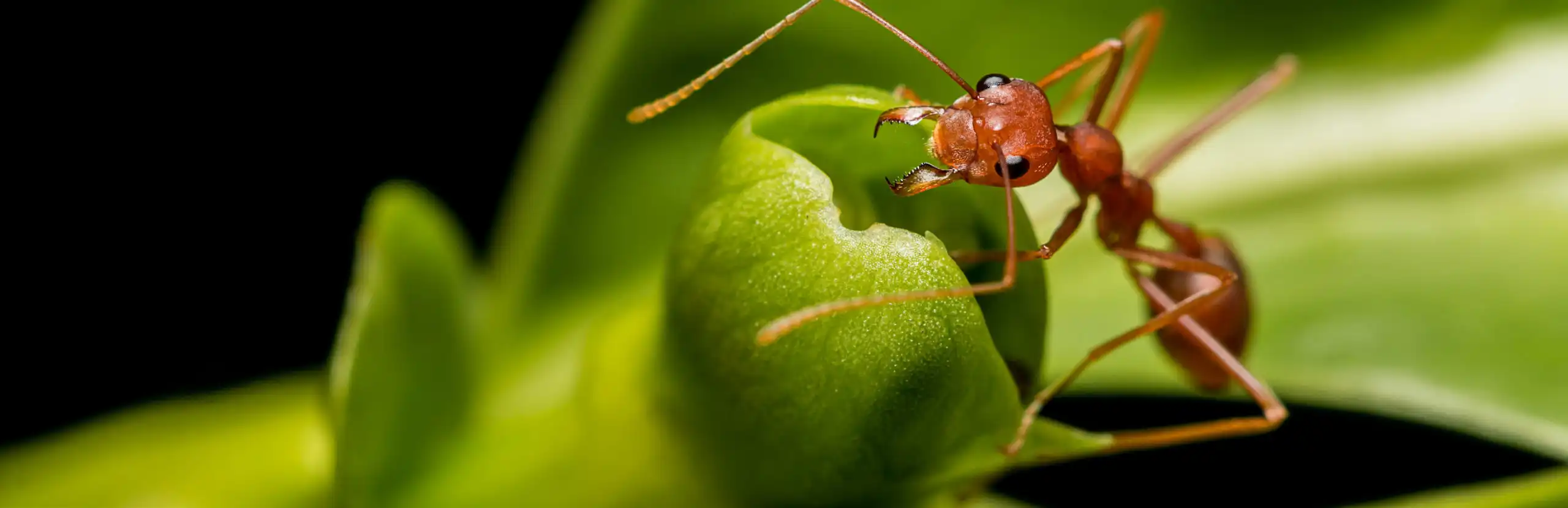 Ant Exterminator in Central Florida