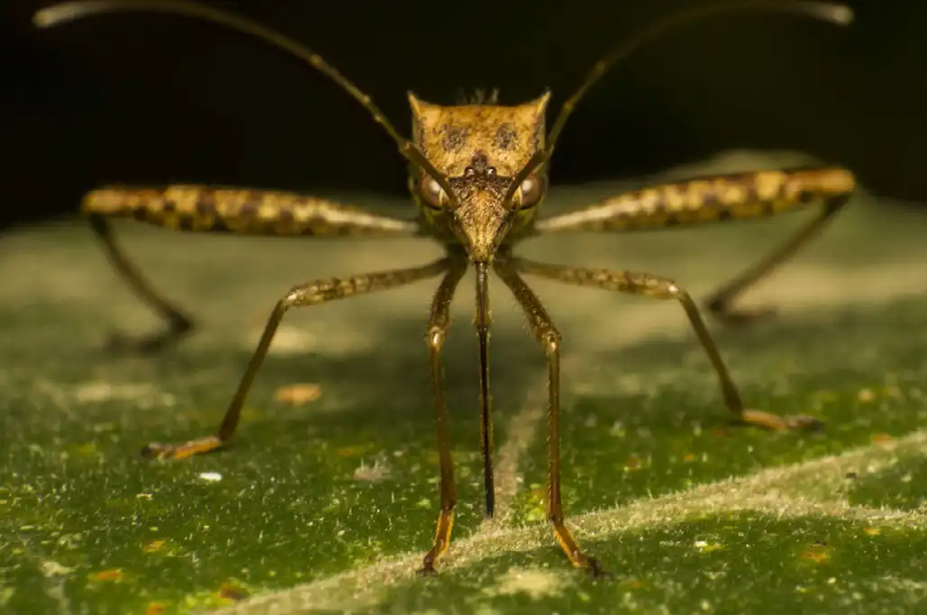 Close up of a mosquito on a leaf