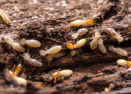 termites in wood in Central Florida | Arrow Environmental Services