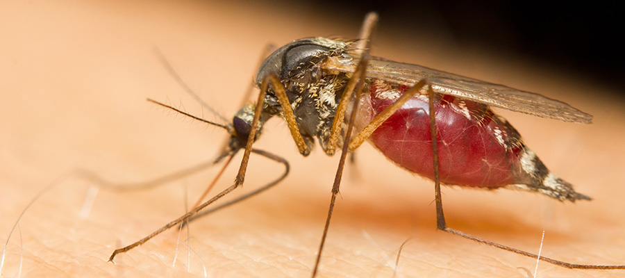 Can Dengue Fever Reach Florida? in Central FL | Arrow Environmental Services