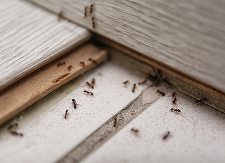 Common Florida Ants in Central FL | Arrow Environmental Services