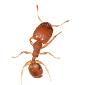 Bighead ant in Central FL | Arrow Environmental Services