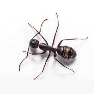 Carpenter Ant in Central FL | Arrow Environmental Services
