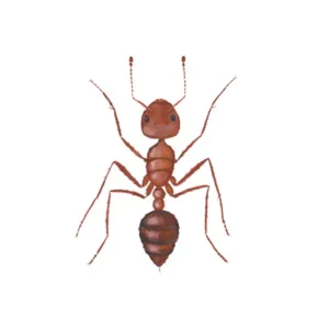 Fire Ant in Central FL | Arrow Environmental Services