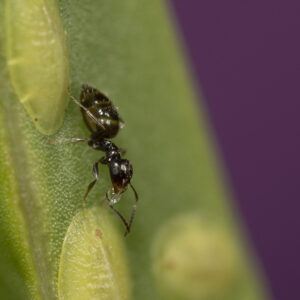 Rover ant in Central FL | Arrow Environmental Services