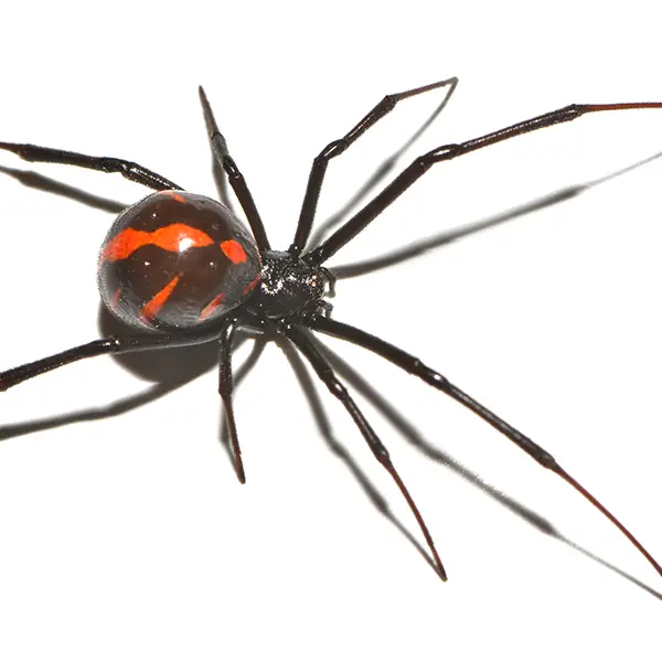 Black Widow Spiders