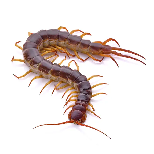 Centipedes