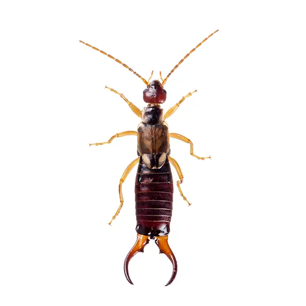 Earwigs