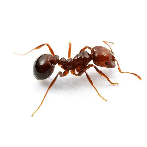 Fire Ants (perimeter/structure only)