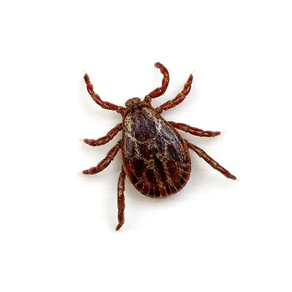 Ticks (interior only)