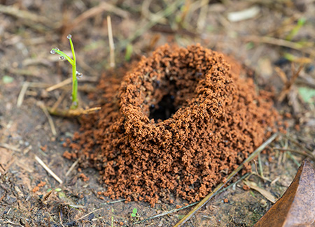 Ant nest outside home