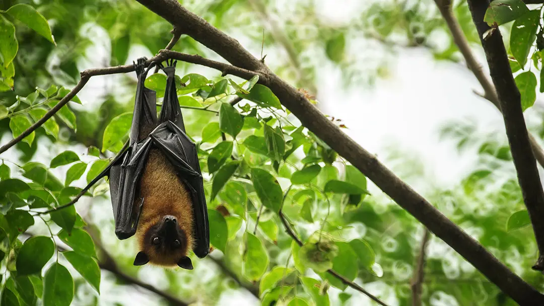 bat-in-tree A brown bat hanging from a tree branch