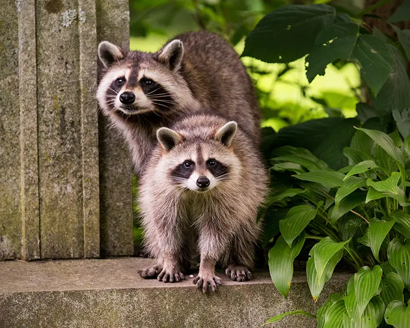 Wildlife-hero Two raccoons standing on a concrete slab outdoors, facing the camera. Nuisance wildlife should be handled by wildlife removal professionals at Arrow Environmental Services.