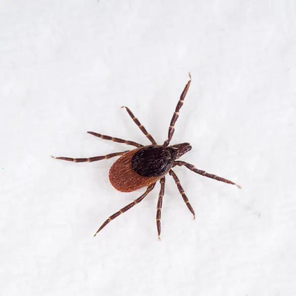 An adult female deer tick, also known as a deer tick, on a flat white background. The Arrow Environmental Services team can help protect your home or business from these parasites.