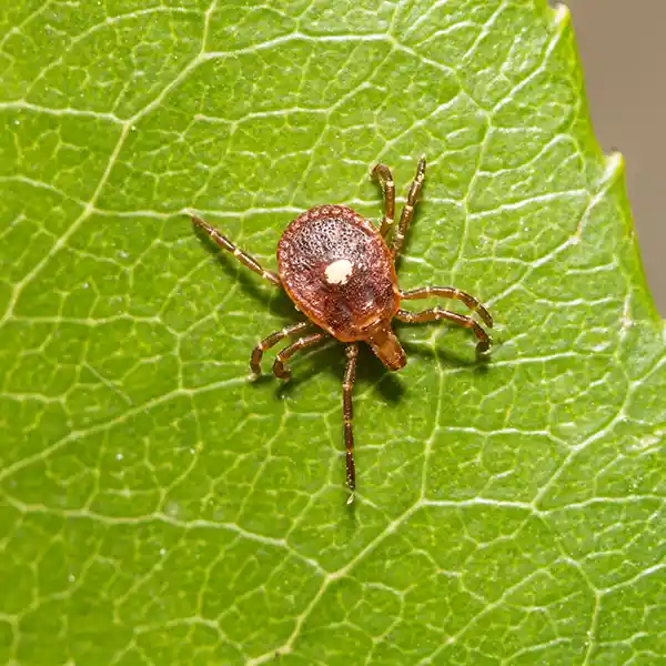 A female lone star tick, reddish-brown in color and with the distinctive white dot in the middle of its back, crawling along a leaf. With tick control services from Arrow Environmental Services, you can keep these parasites at bay.