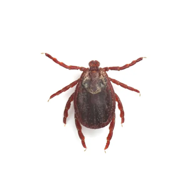 Ticks
