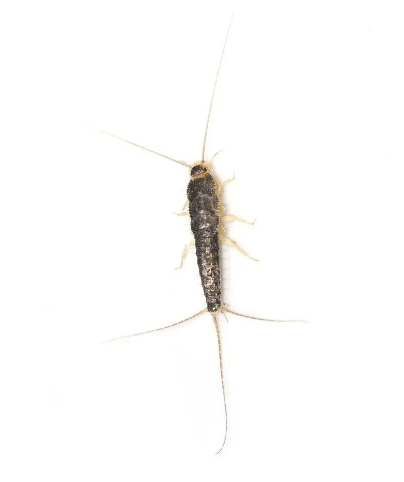 Insects