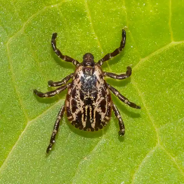 A male American Dog Tick, Dermacentor variabilis, viewed from above, resting on a green leaf that makes up the entire background. Tick control services from Arrow Environmental Services can help prevent tick encounters.